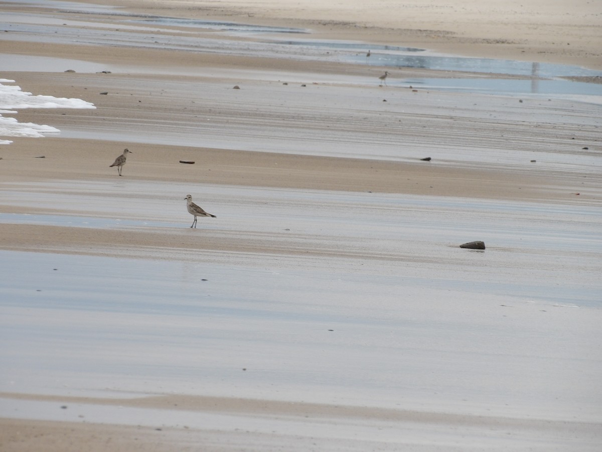 plover sp. - Gustavo Iglesias