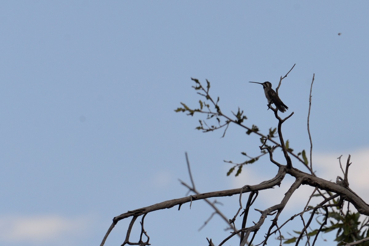 Plain-capped Starthroat - ML612749035