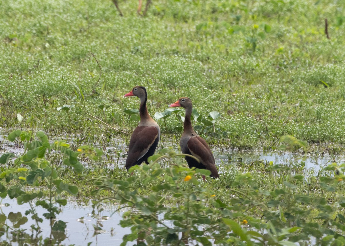 rødnebbplystreand (autumnalis) - ML612749070