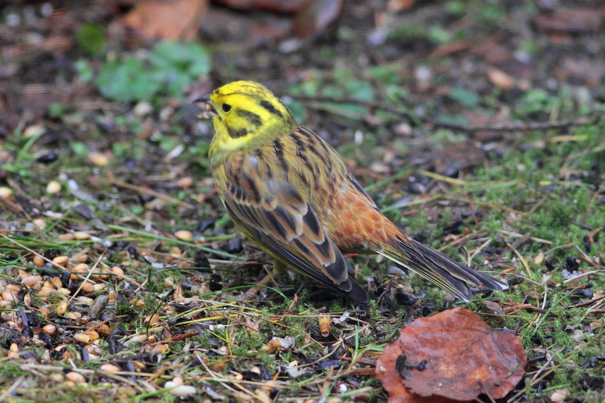 Yellowhammer - ML612749174