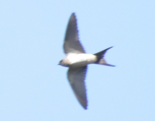 Red-rumped Swallow - ML612749235