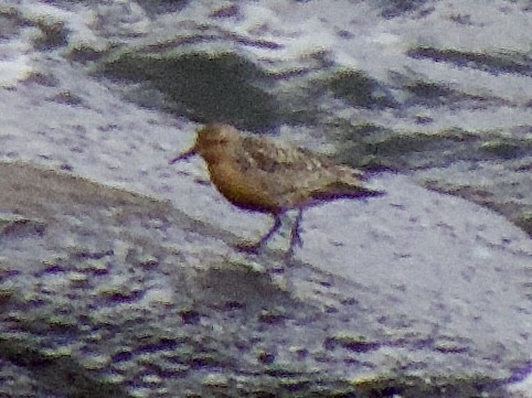 Red Knot - ML612749247