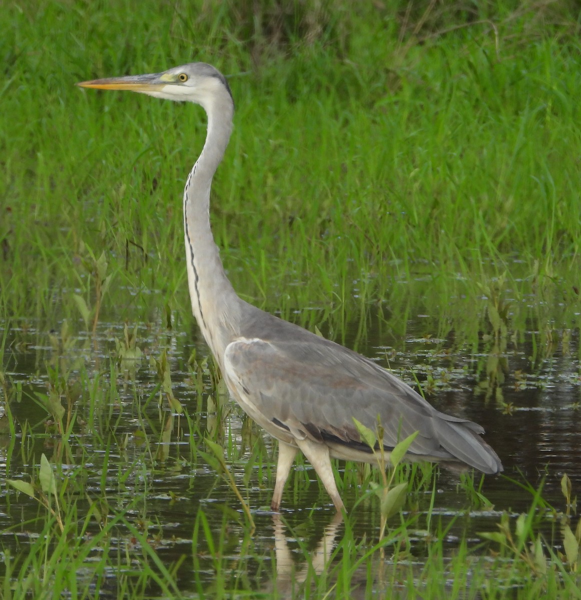 Gray Heron - ML612749257