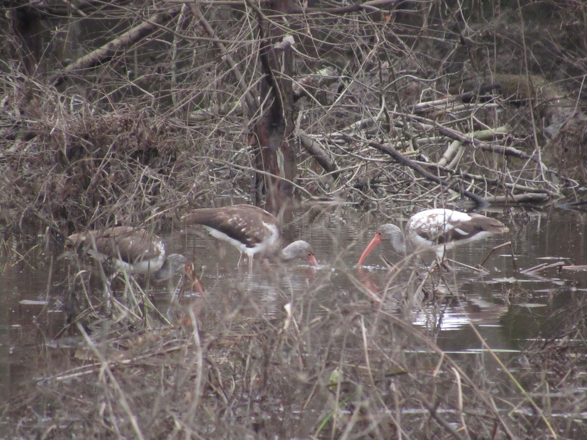 White Ibis - ML612749296