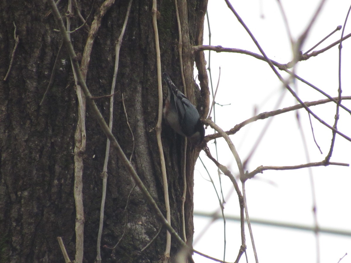 White-breasted Nuthatch - ML612749343