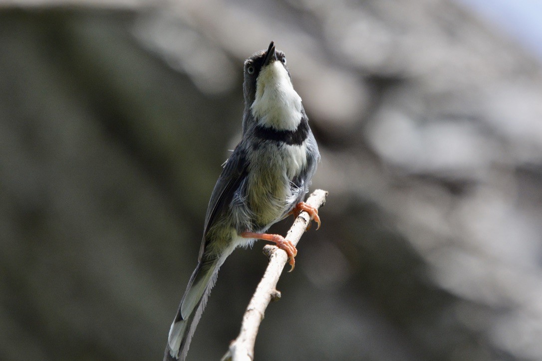 Bar-throated Apalis - ML612749350