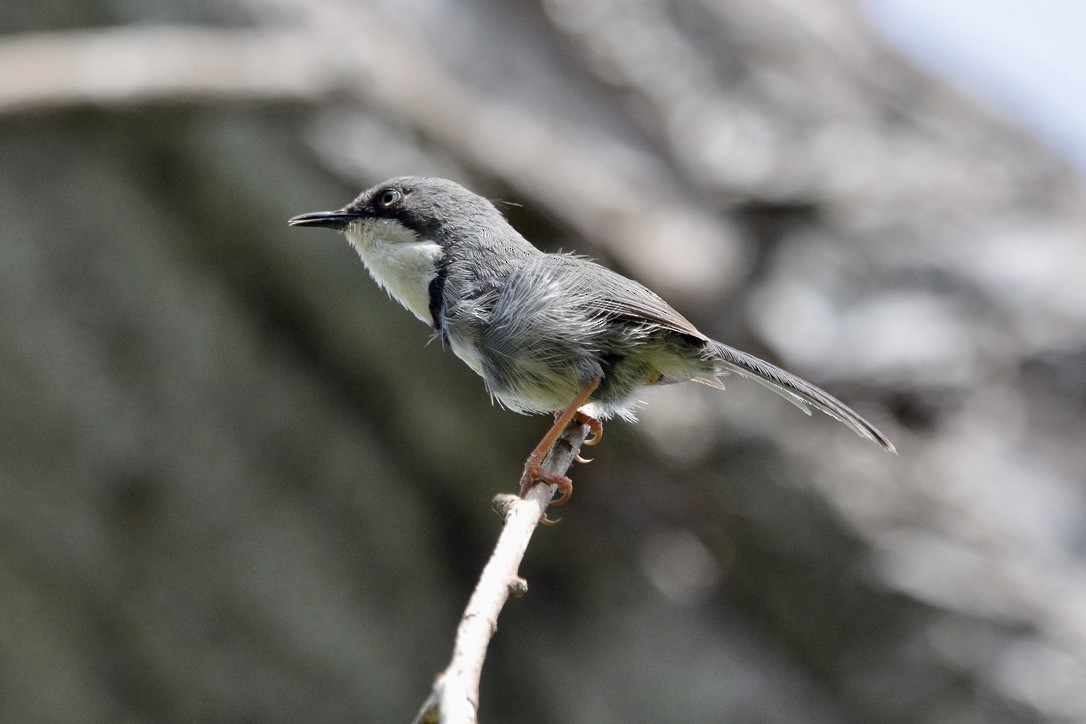 Bar-throated Apalis - ML612749351