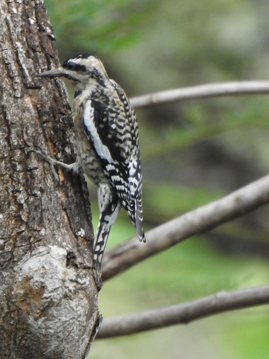 Yellow-bellied Sapsucker - ML612749421