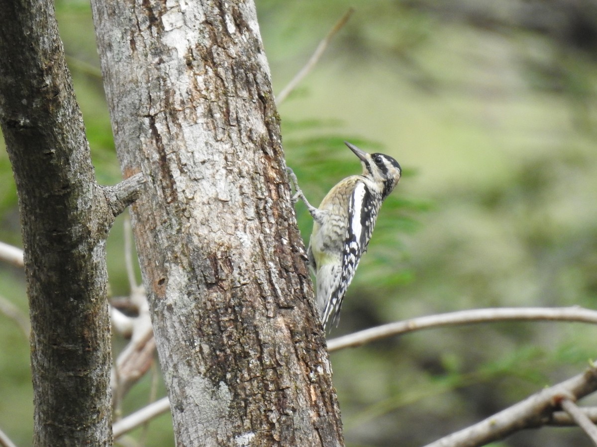 Yellow-bellied Sapsucker - ML612749422