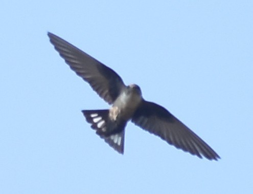 Eurasian Crag-Martin - ML612749425