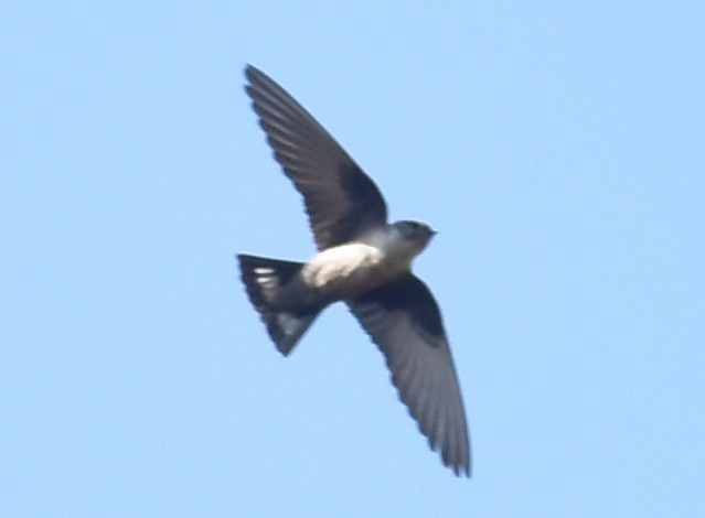 Eurasian Crag-Martin - ML612749426