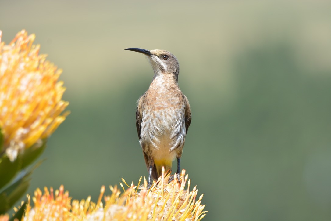 Cape Sugarbird - ML612749433