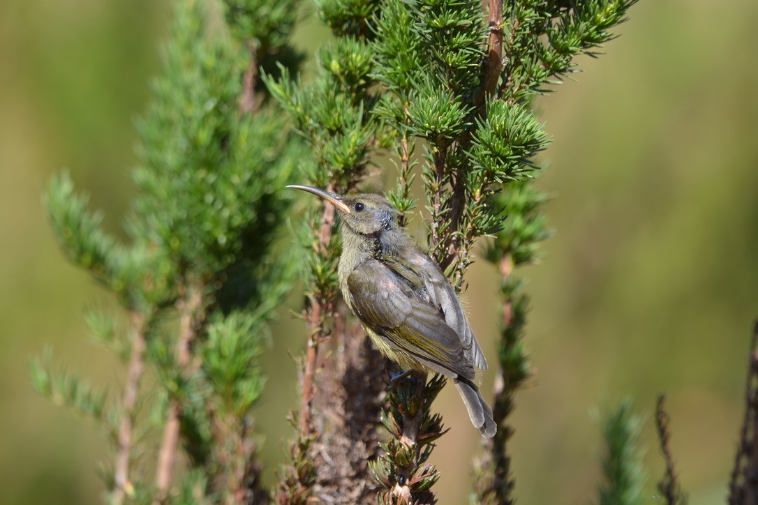 Cape Sugarbird - ML612749434