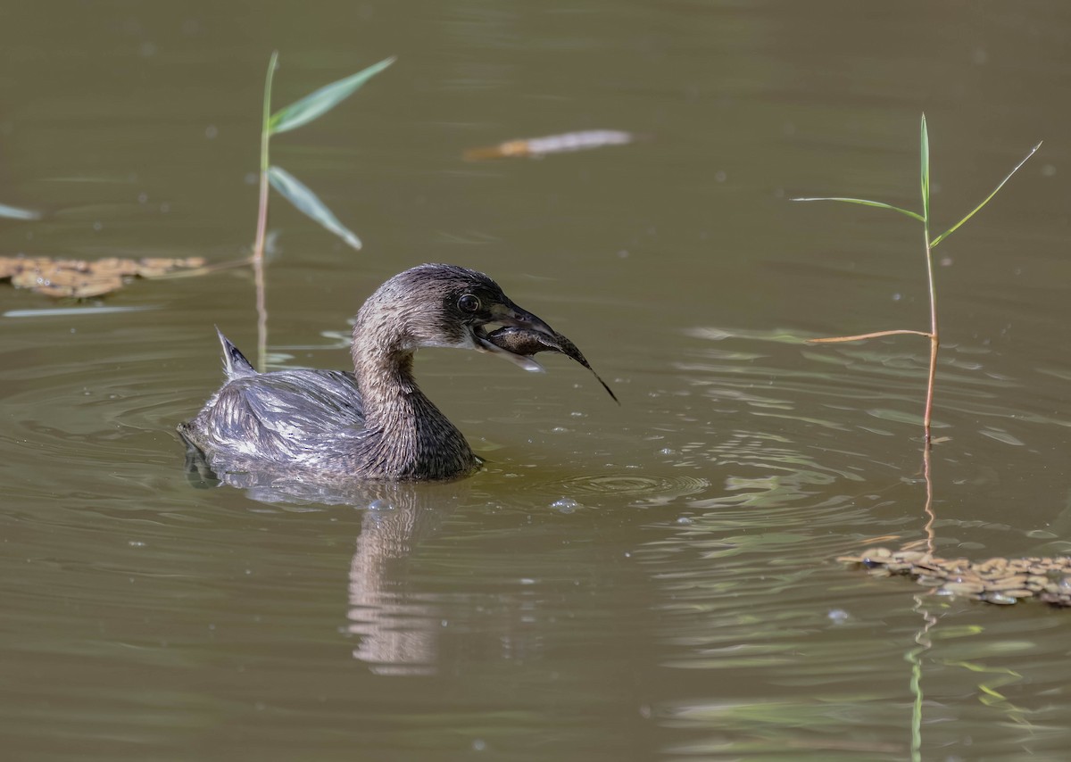 Pied-billed Grebe - Cyril Coomansingh