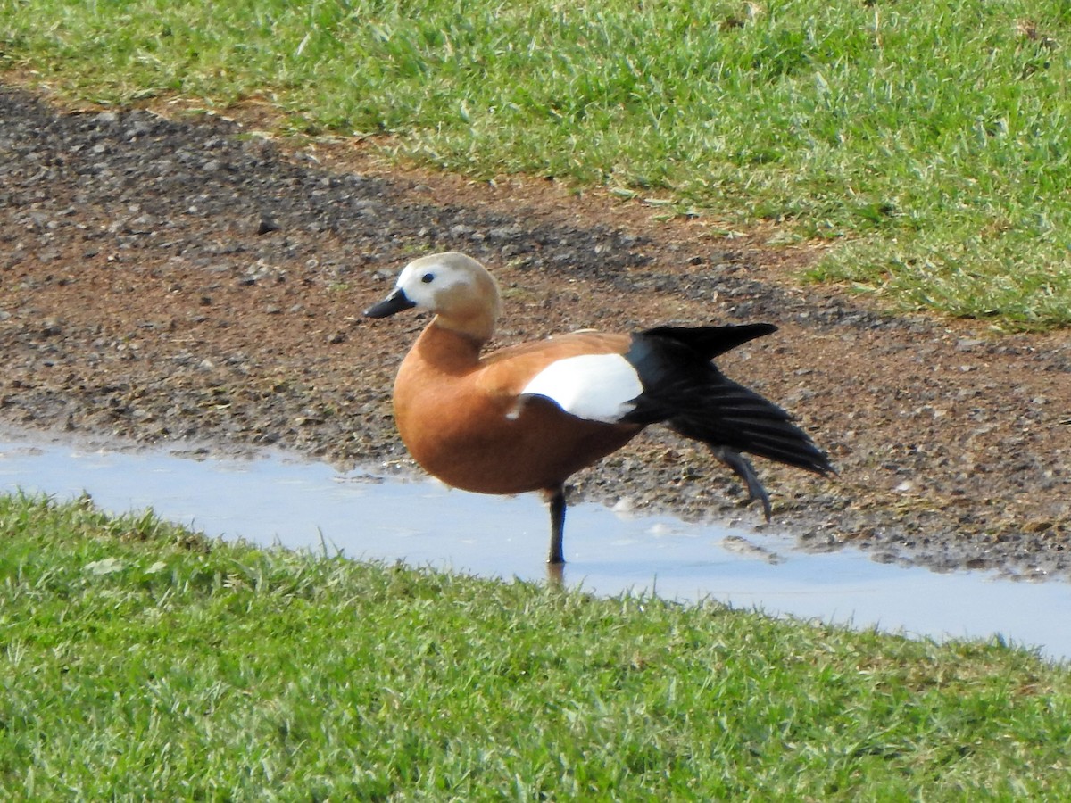 Ruddy Shelduck - ML612749496