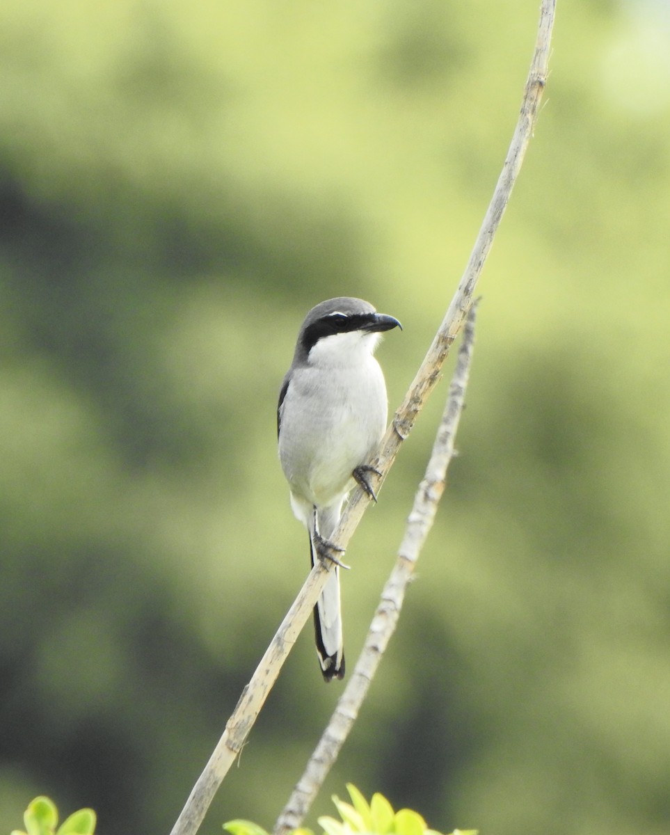 Great Gray Shrike - ML612749505