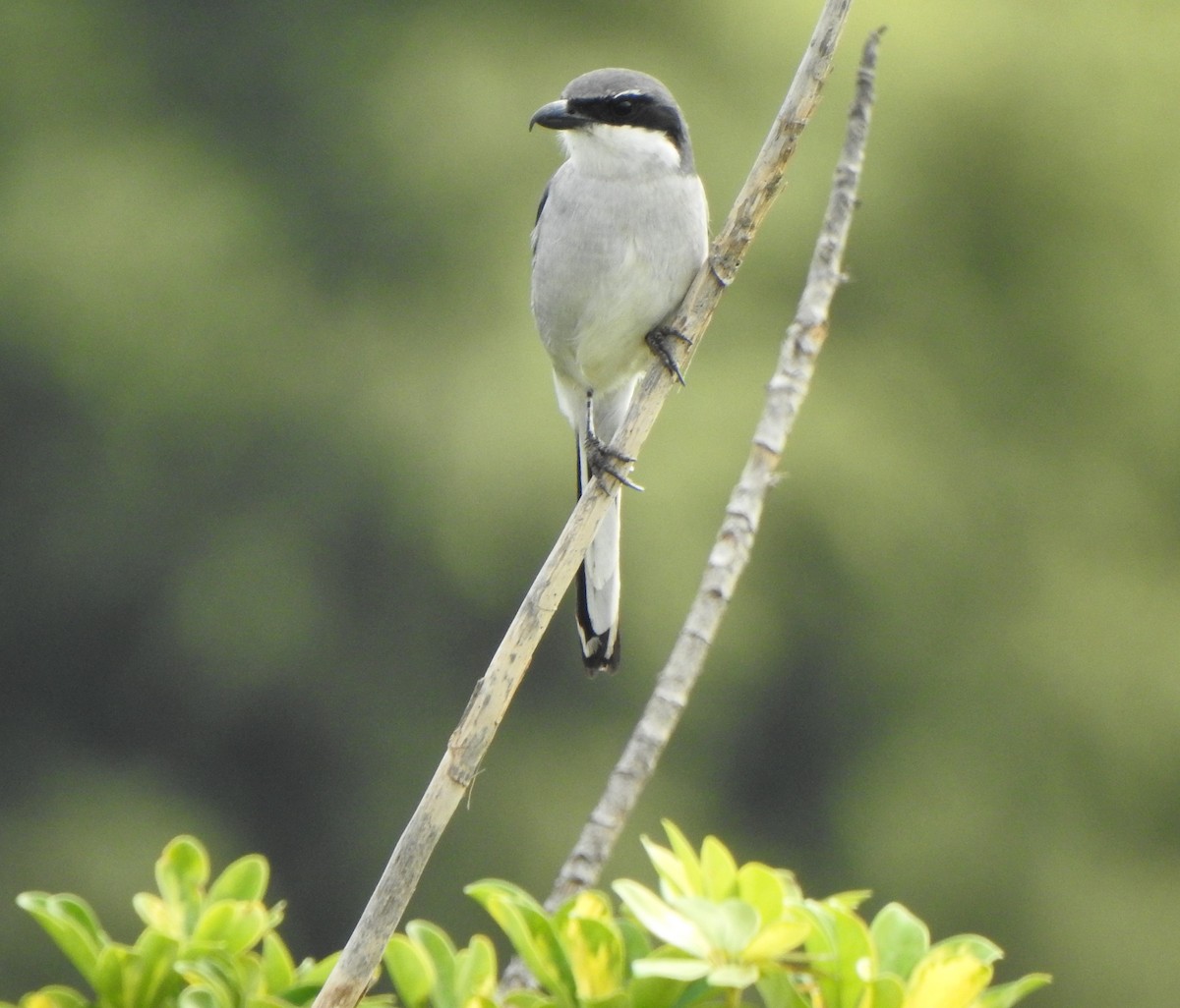 Great Gray Shrike - ML612749506