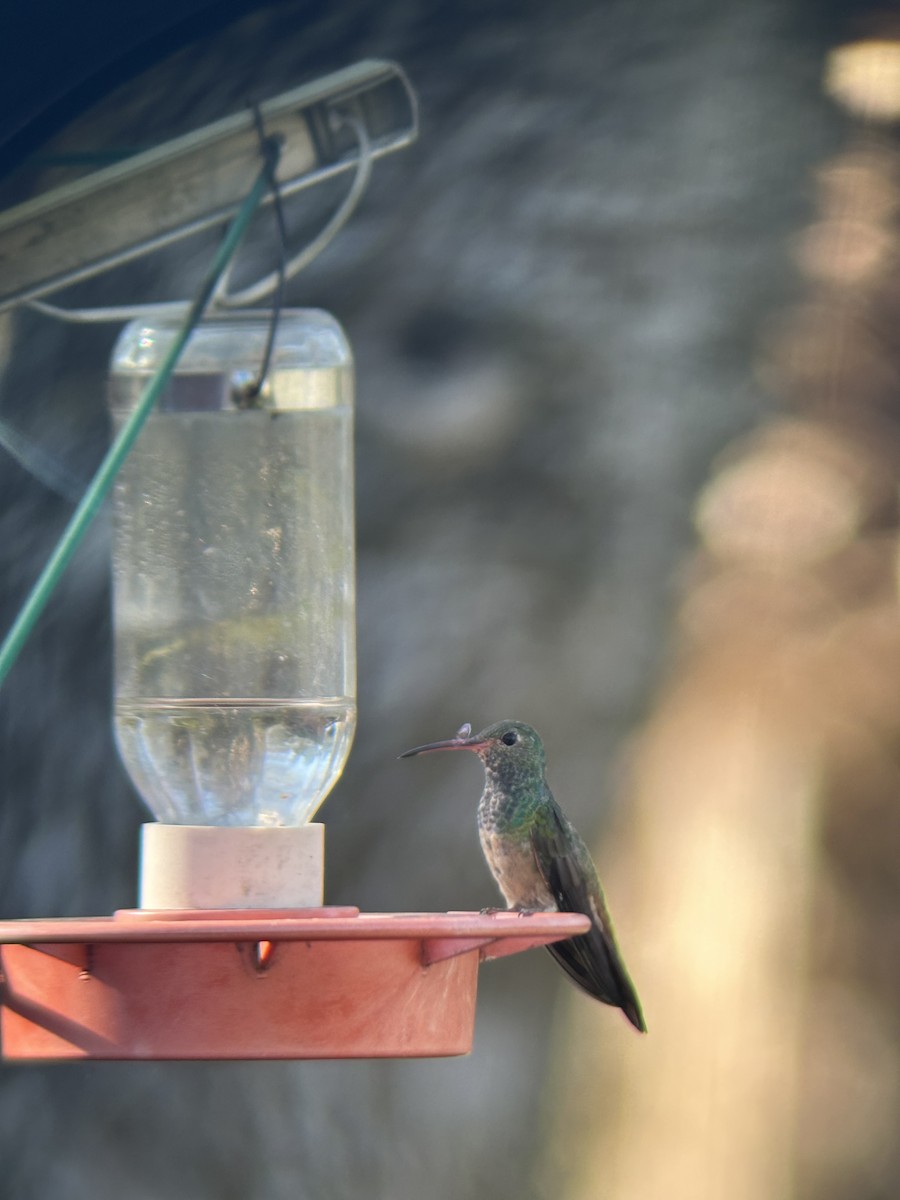 kolibřík yukatanský - ML612749626