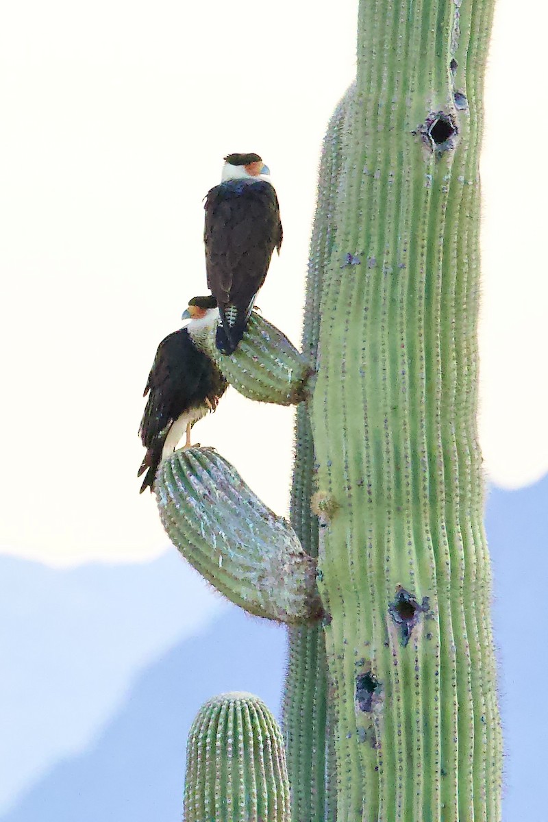 Crested Caracara - ML612749647