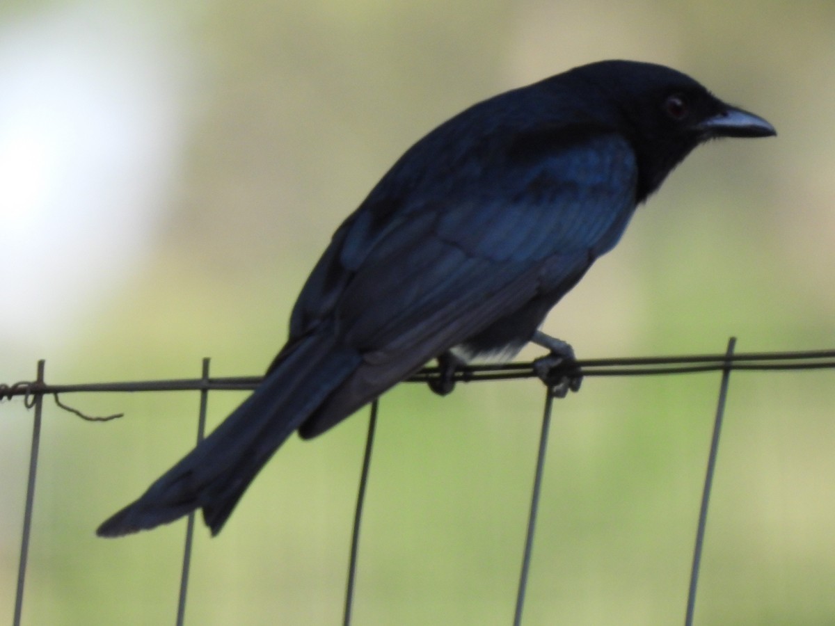 Fork-tailed Drongo - ML612749690