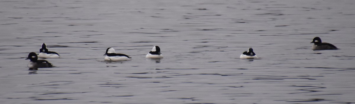 Bufflehead - ML612749963