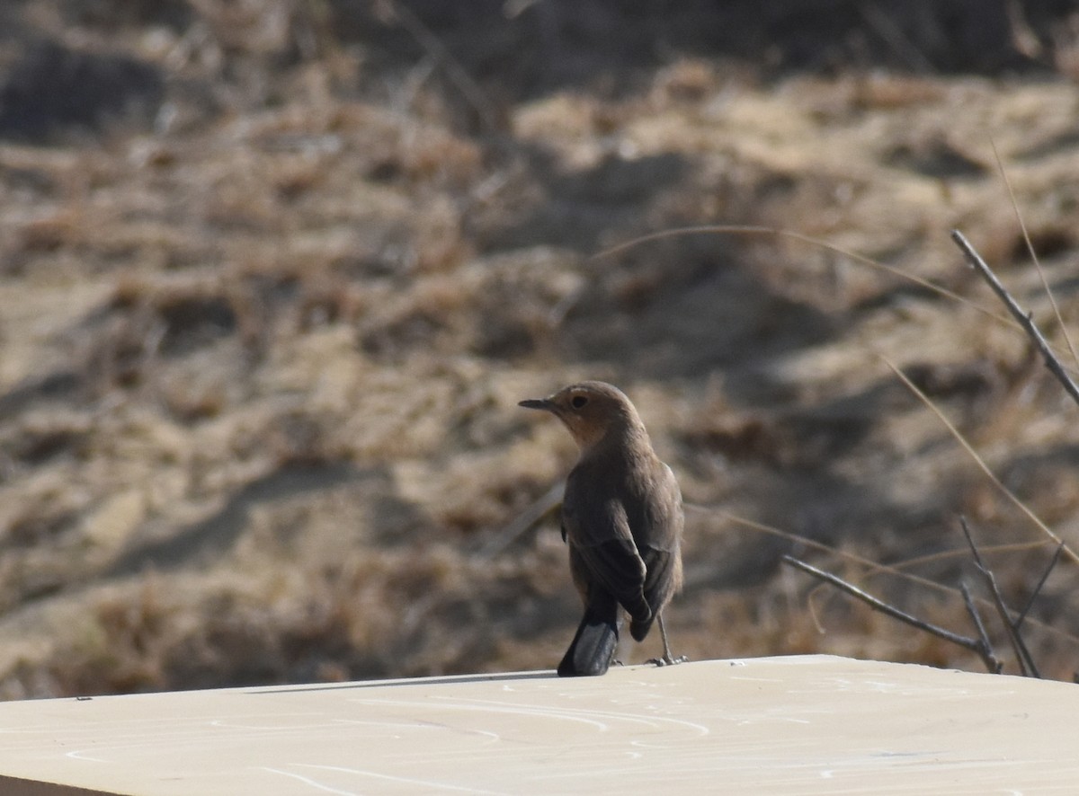 Brown Rock Chat - ML612749964