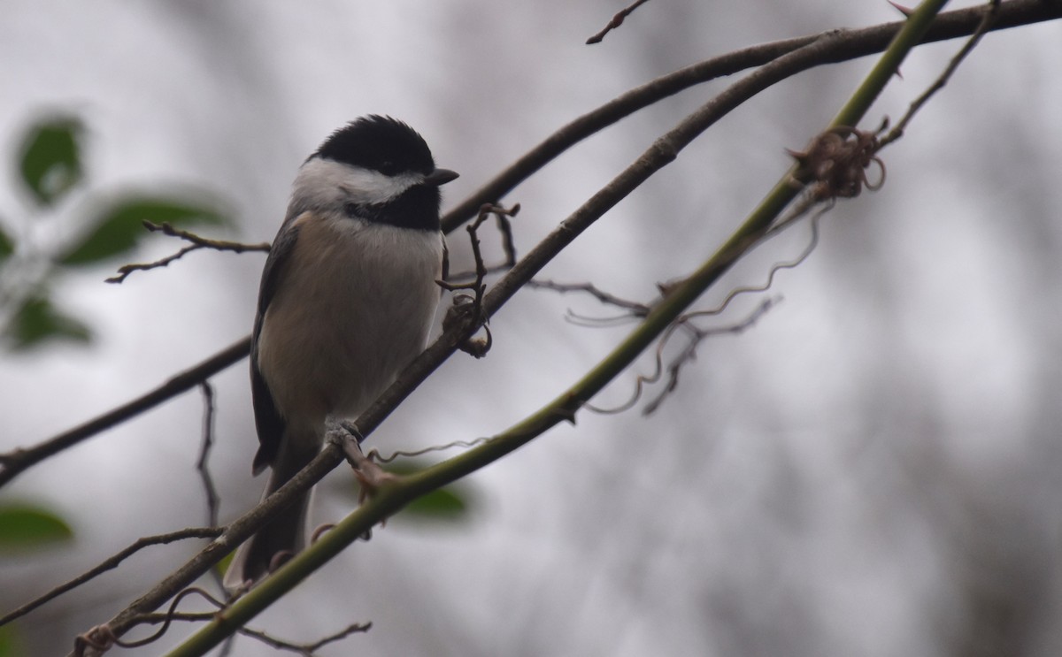 Carolina Chickadee - ML612749965
