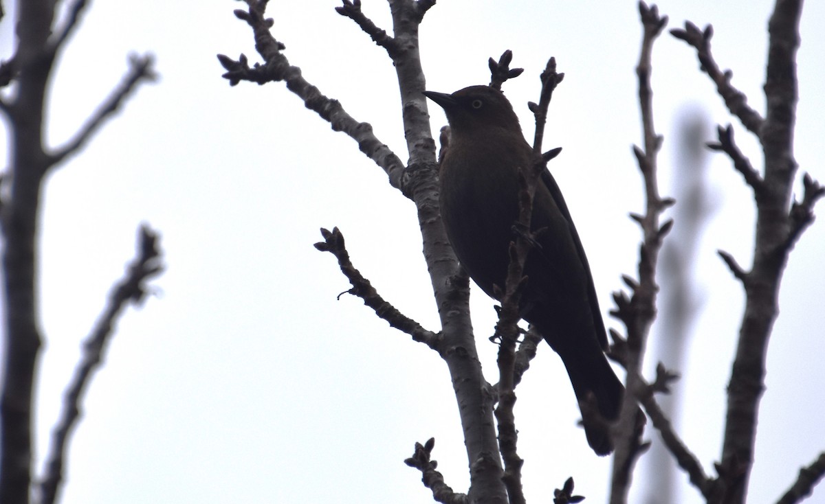 Rusty Blackbird - ML612749977