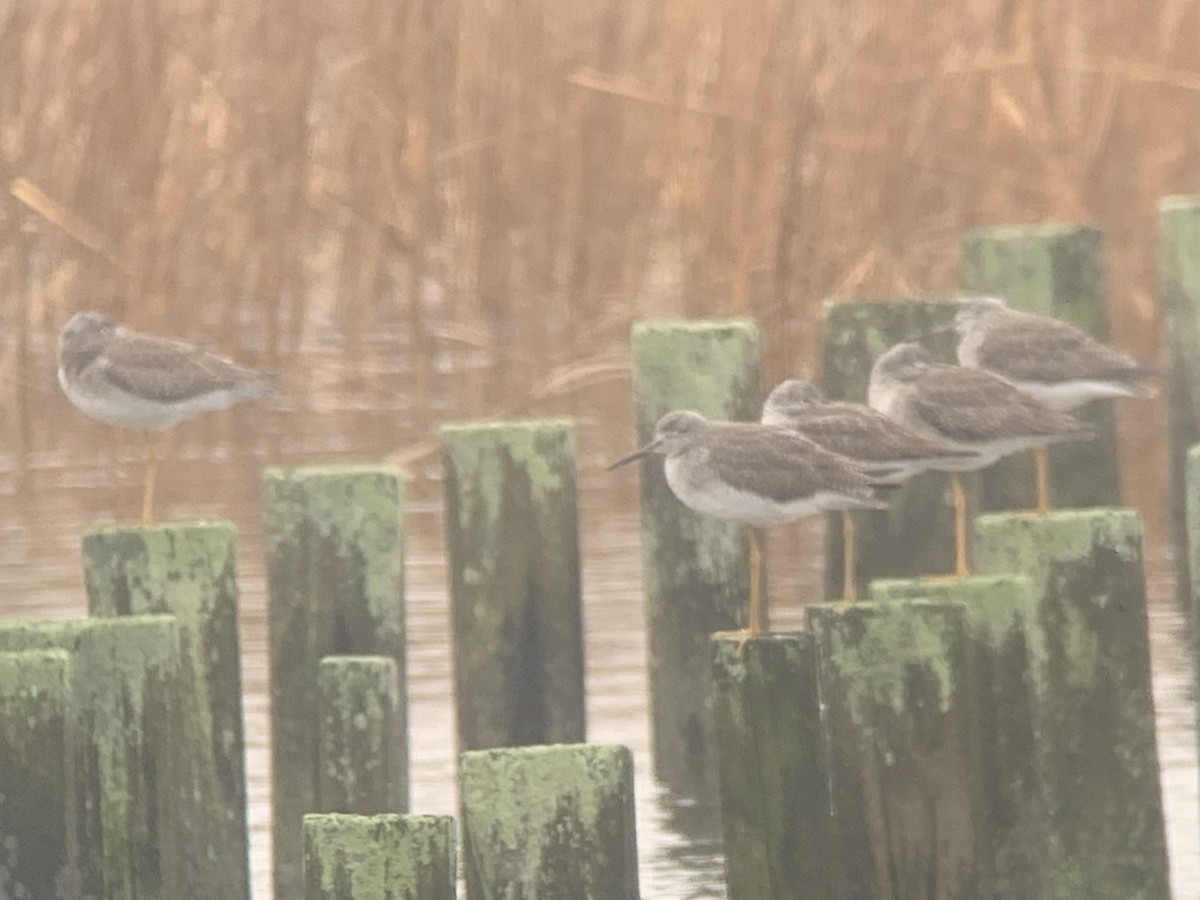 Lesser/Greater Yellowlegs - ML612749995