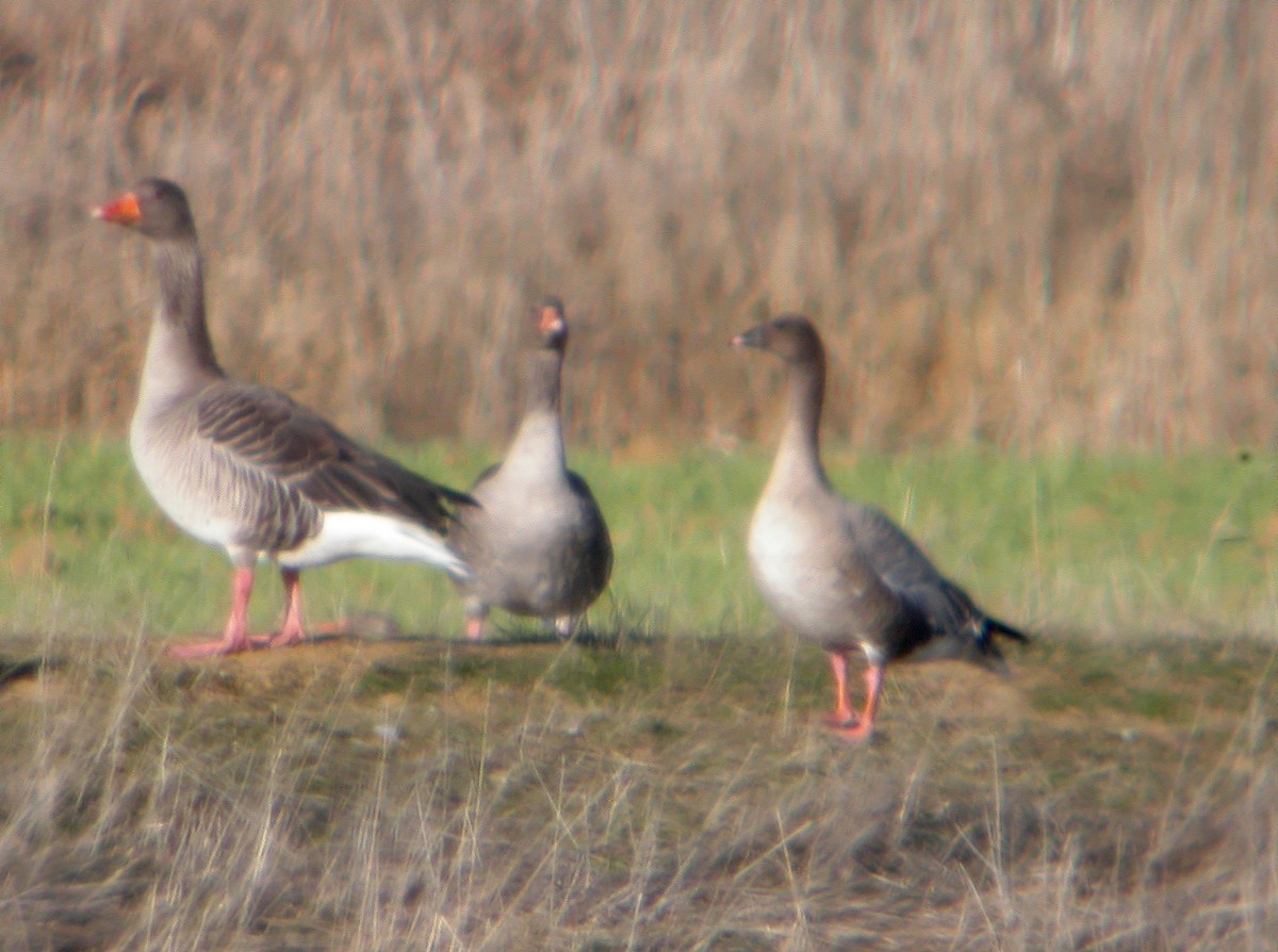 Pink-footed Goose - ML612750087