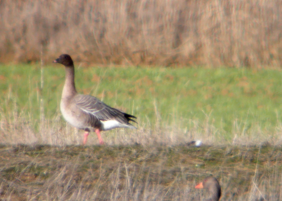 Pink-footed Goose - ML612750088
