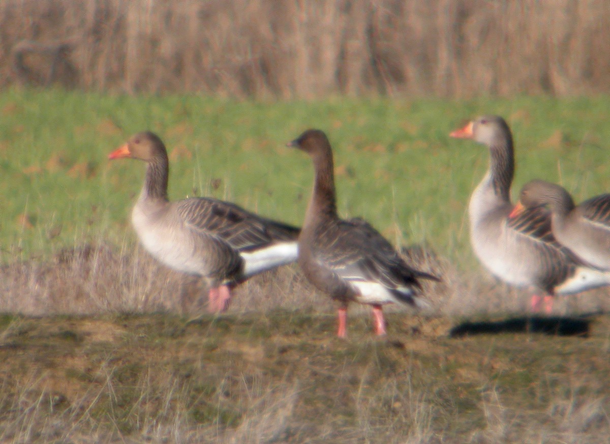 Pink-footed Goose - ML612750089