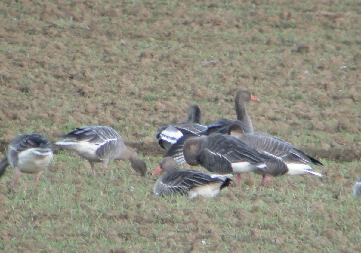 Pink-footed Goose - ML612750123