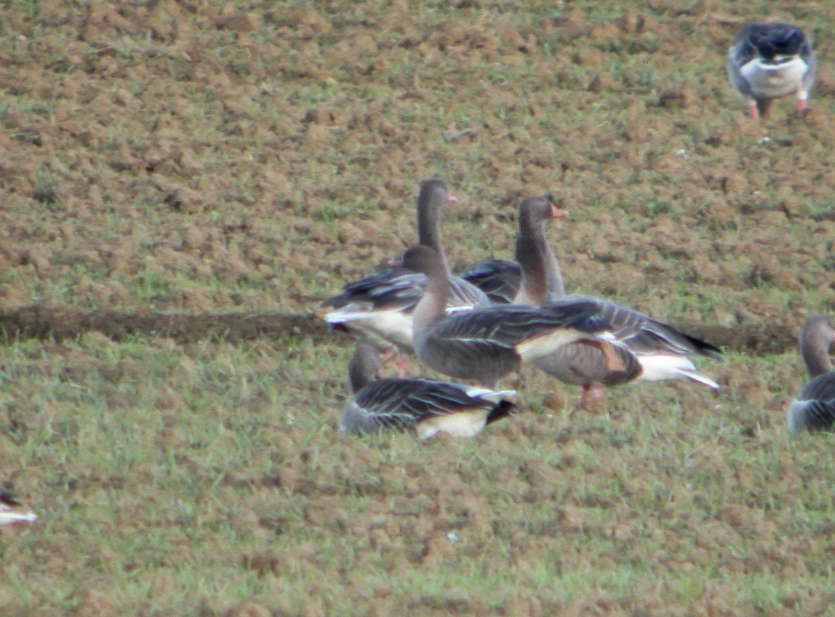 Pink-footed Goose - ML612750124
