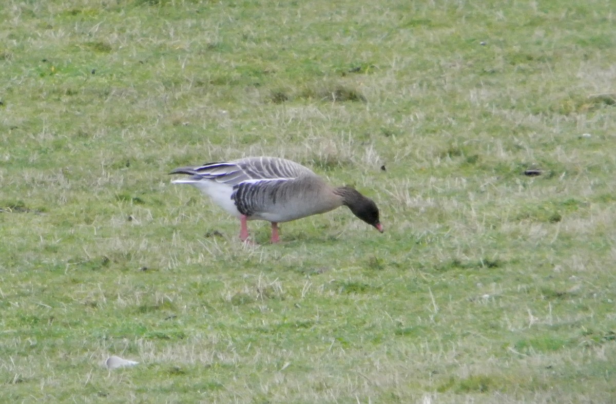 Pink-footed Goose - ML612750168