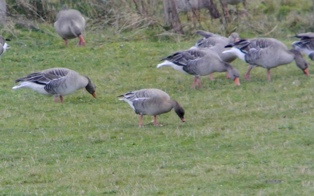 Pink-footed Goose - ML612750170