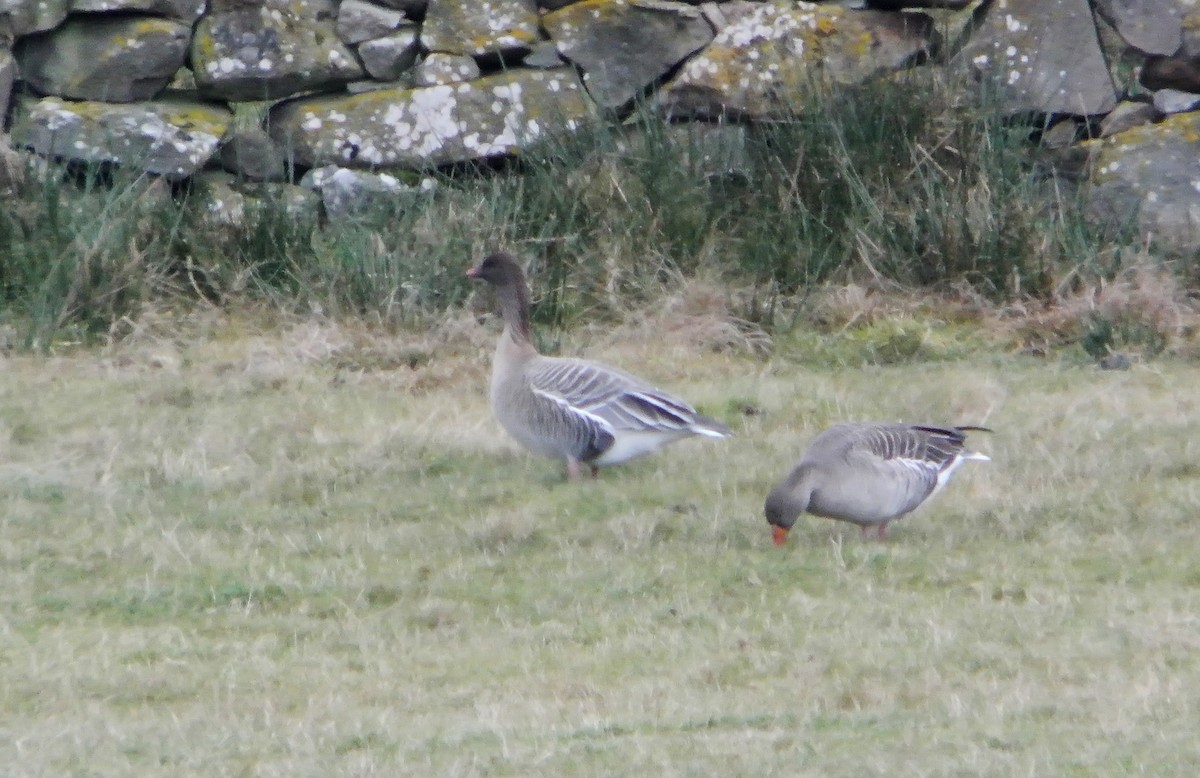 Pink-footed Goose - ML612750171