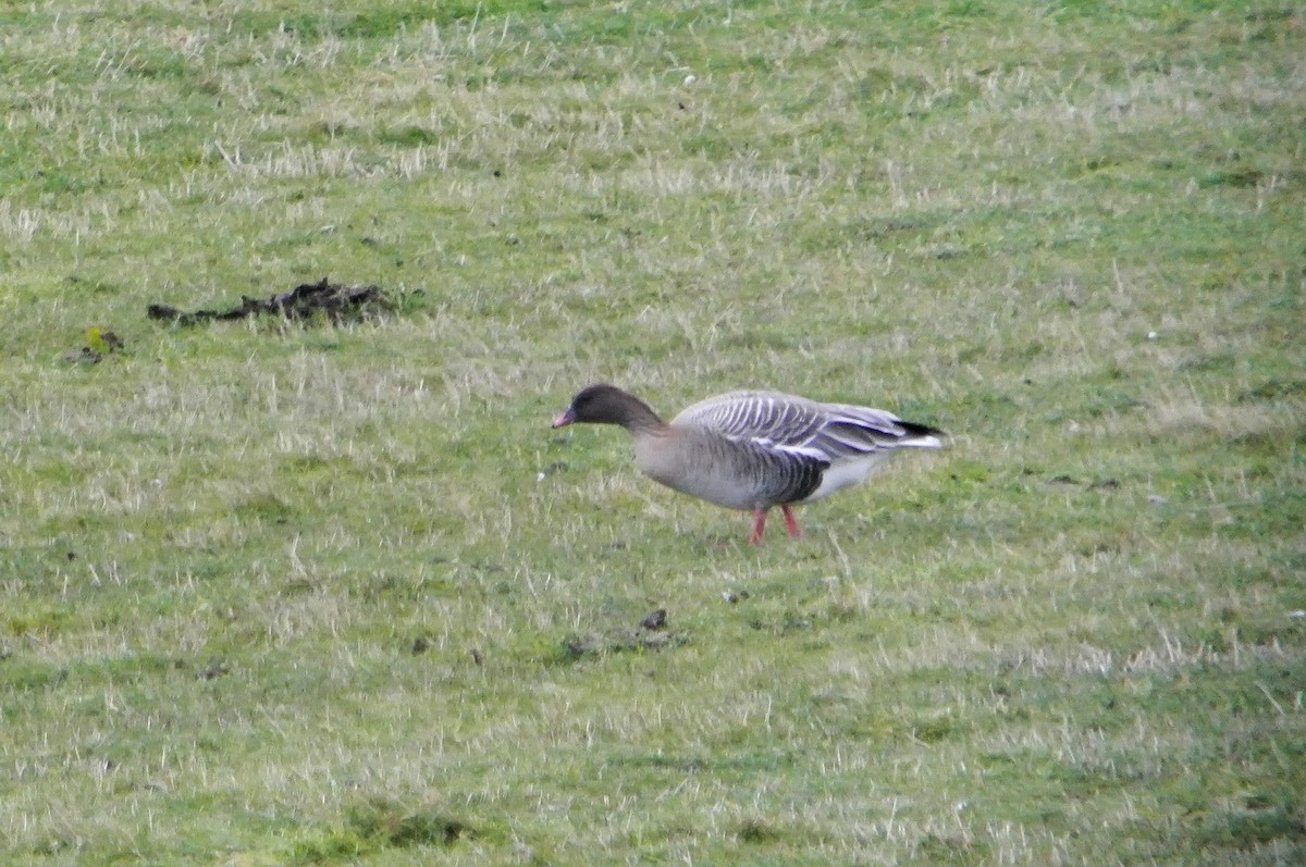 Pink-footed Goose - ML612750172