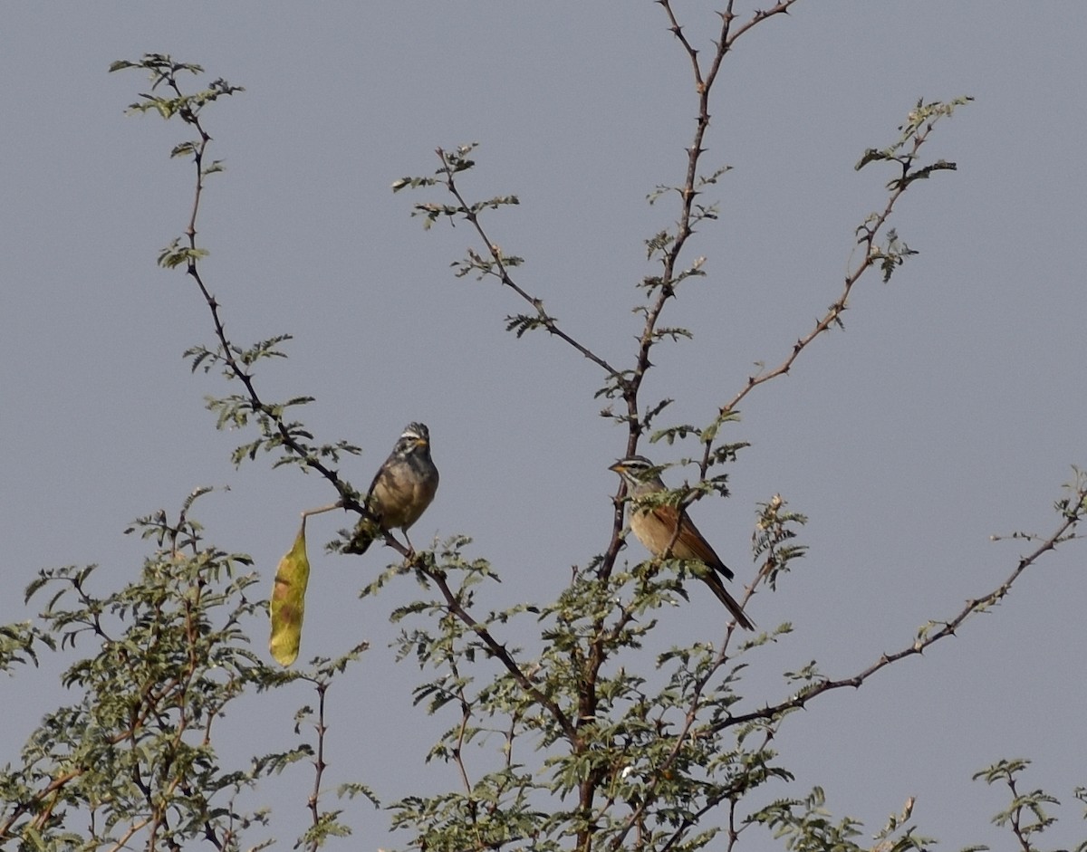 Striolated Bunting - Anonymous