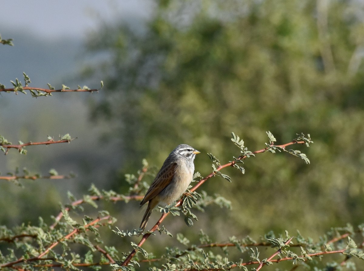 Striolated Bunting - Anonymous