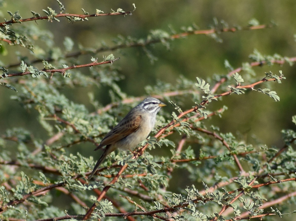 Striolated Bunting - Anonymous