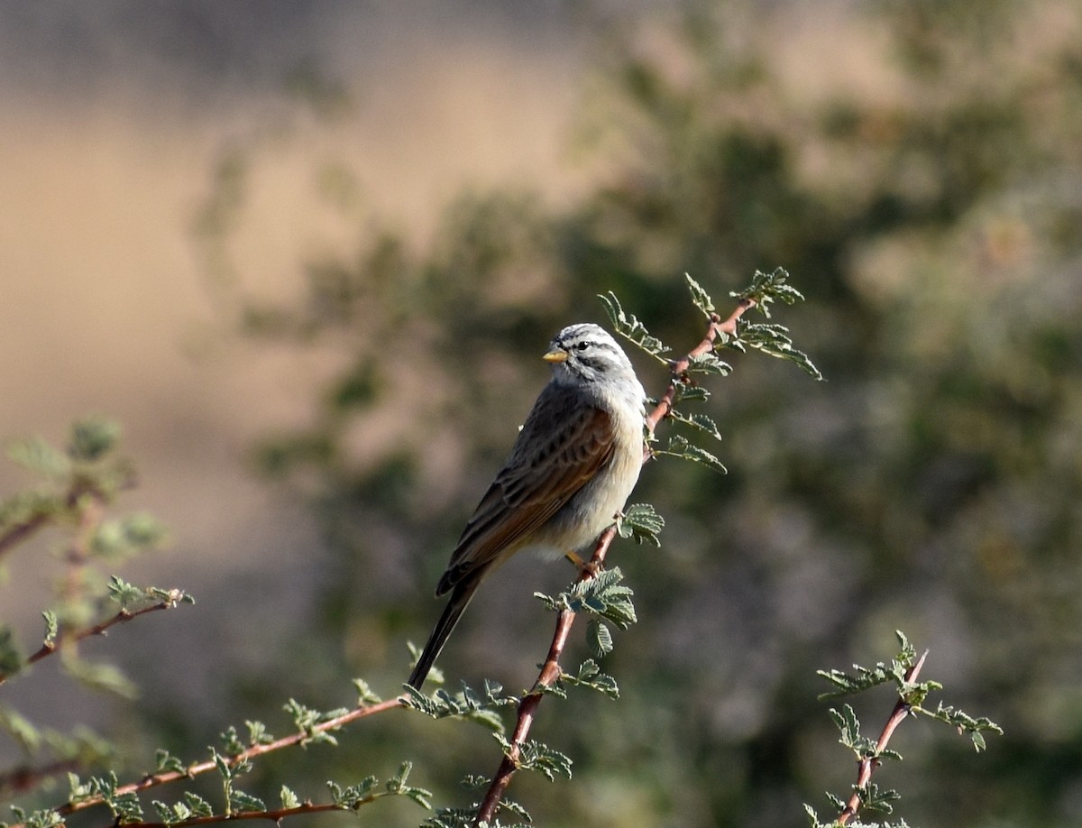 Striolated Bunting - Shwetha Bharathi