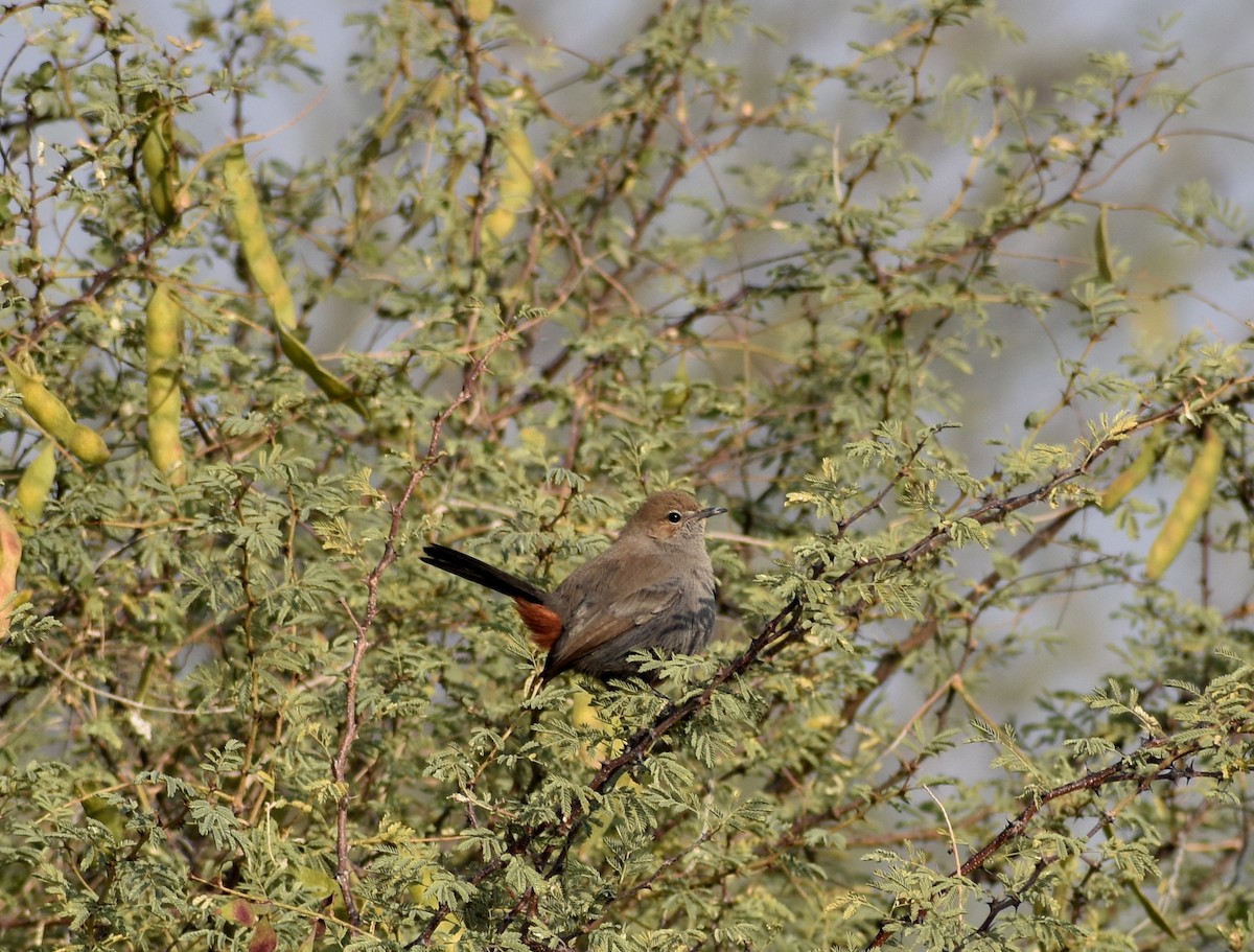 Indian Robin - Anonymous