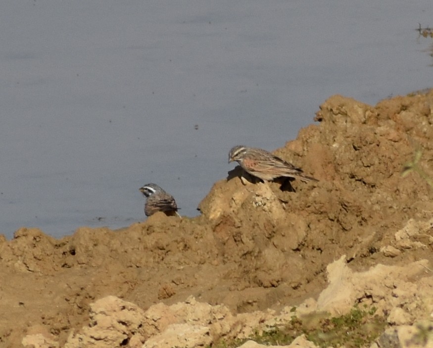 Striolated Bunting - ML612750240