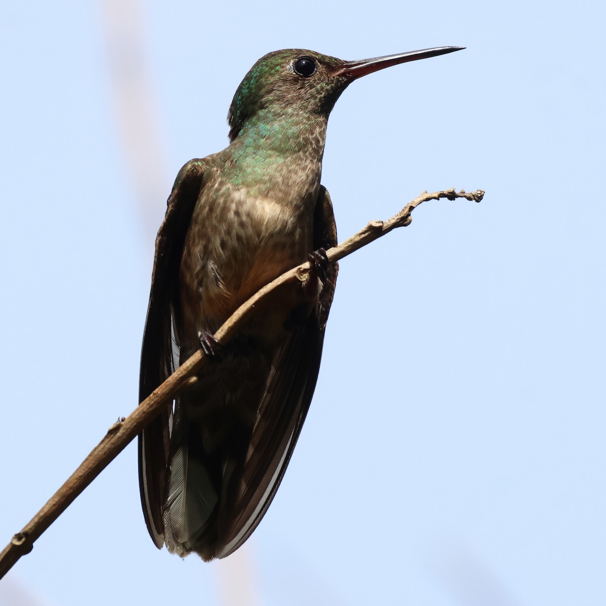 Scaly-breasted Hummingbird - Jorge Alcalá