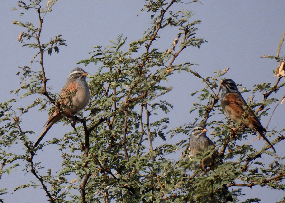 Striolated Bunting - Anonymous