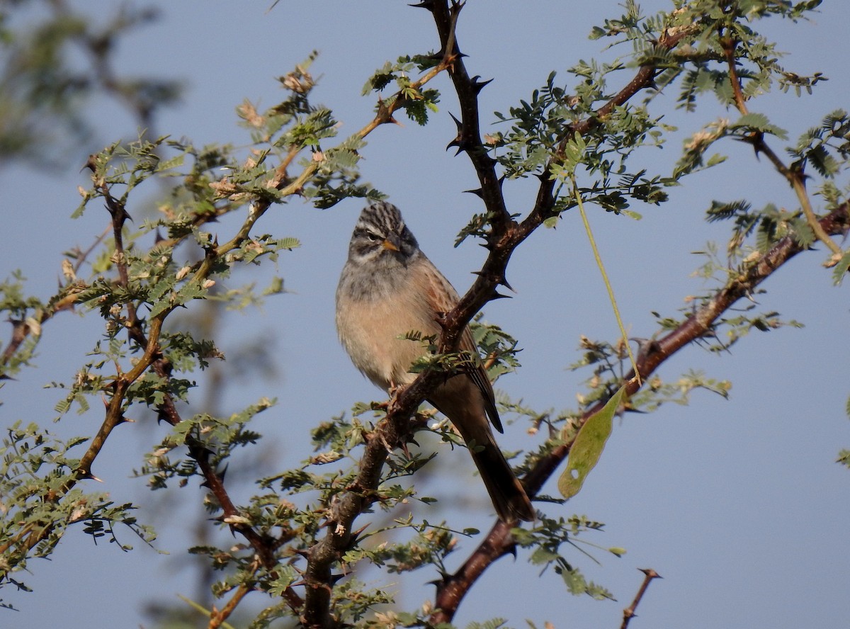 Striolated Bunting - ML612750279