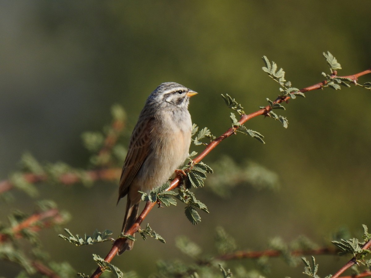 Striolated Bunting - Anonymous