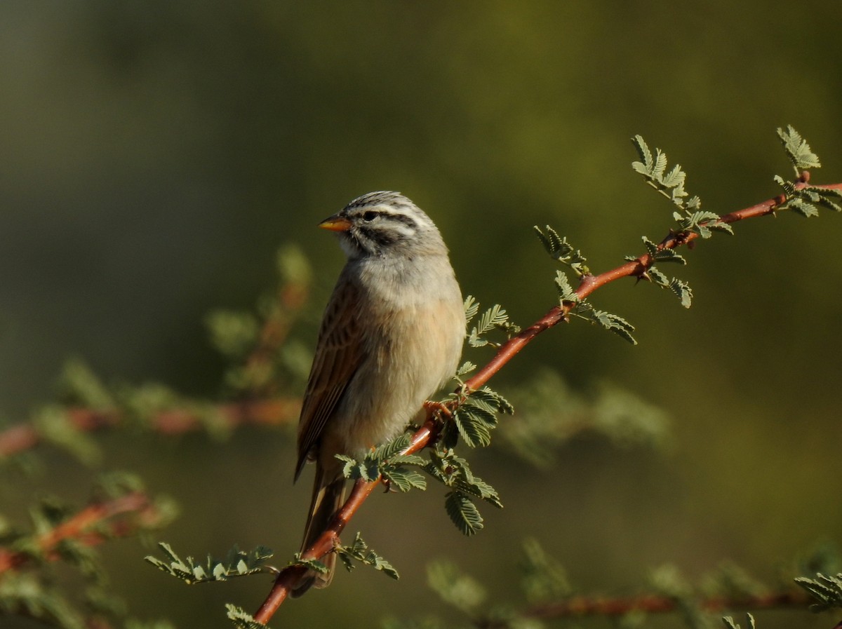 Striolated Bunting - ML612750281