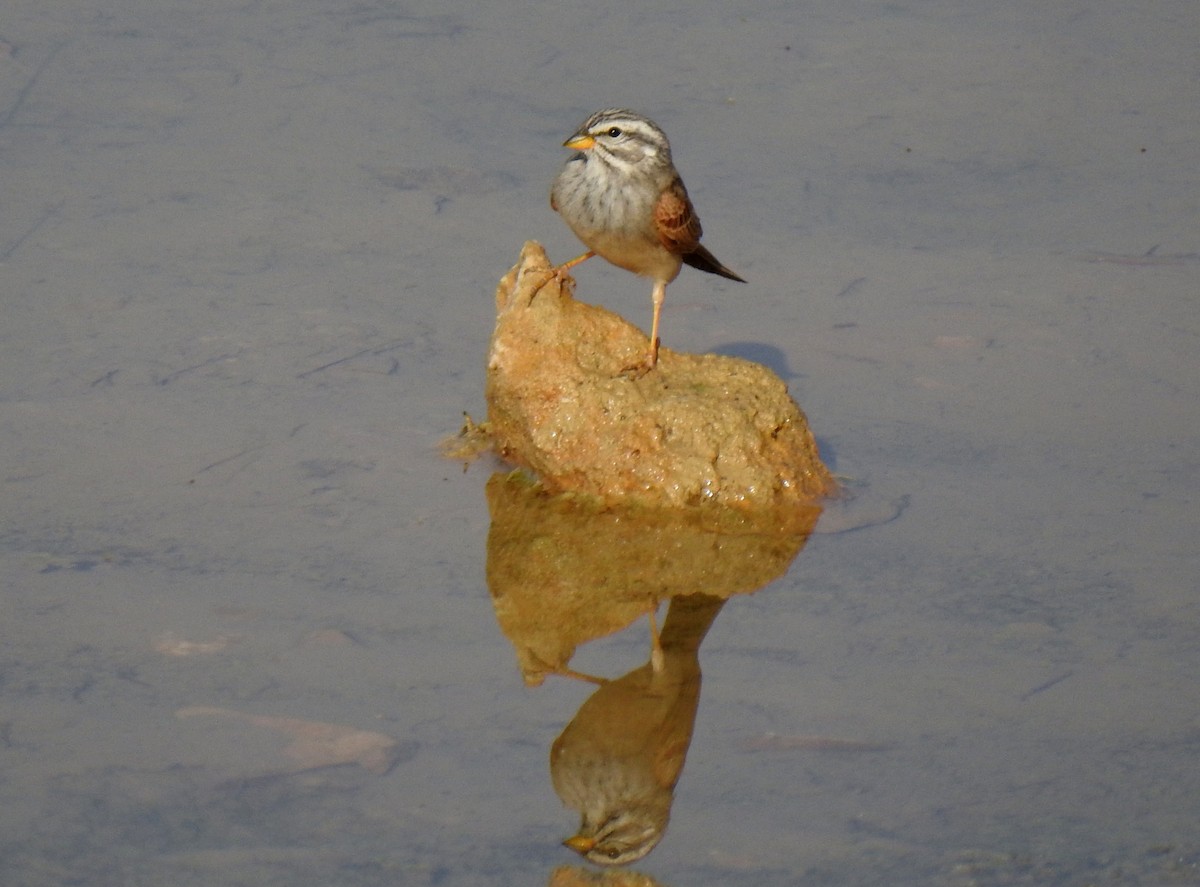 Striolated Bunting - ML612750282